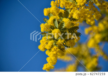 マメ科アカシア属ミモザ 青空と黄色い花の写真素材