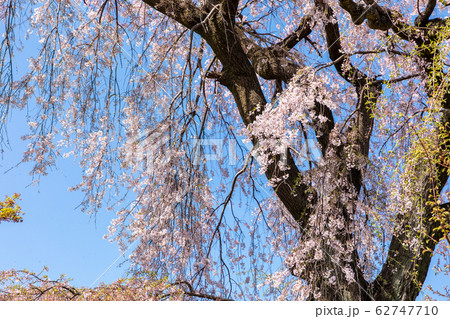 祇園しだれ桜 京都 円山公園 祇園しだれ桜 京都 円山公園 62747710
