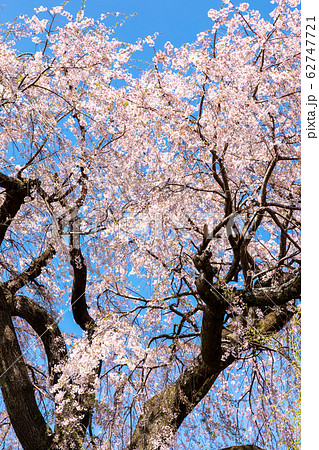祇園しだれ桜 京都 円山公園 62747721
