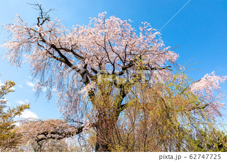 祇園しだれ桜 京都 円山公園 祇園しだれ桜 京都 円山公園 62747725