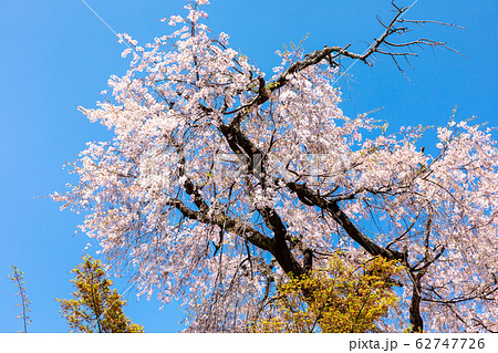 祇園しだれ桜 京都 円山公園 祇園しだれ桜 京都 円山公園 62747726