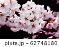 桜 62748180