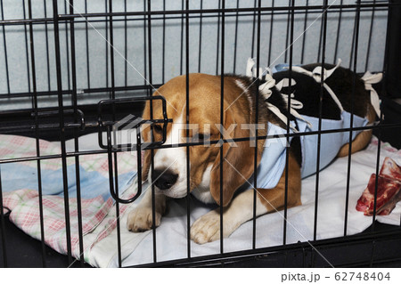 Veterinary protective bandage for dogs  62748404