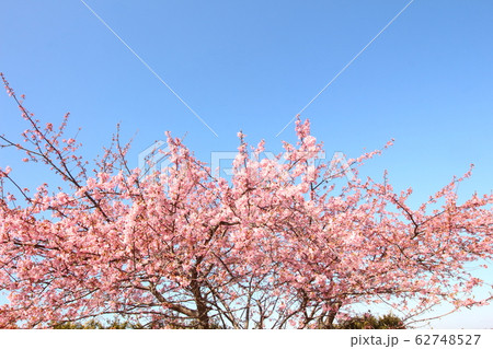 サクラ サクラ 62748527