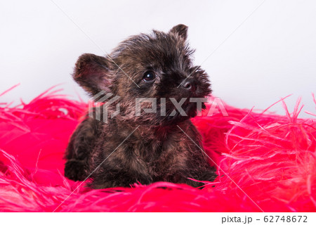 Cairn Terrier puppy dog on pink bois background. Cairn Terrier puppy dog on pink bois background. 62748672