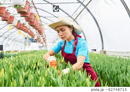 young woman caring for tulips in a greenhouse 62748713