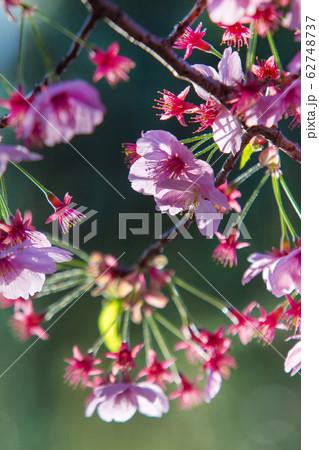 Sakura time!  End of March - hanami - cherry blossom viewing ! ! 62748737