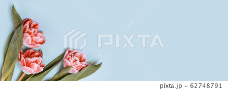 Orange tulips on a blue background. Place for your text Orange tulips on a blue background. Place for your text 62748791