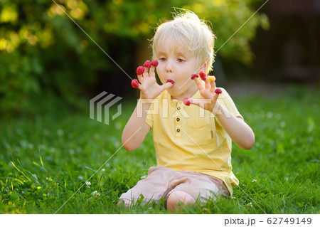 Little boy eating berry from his palm on raspberry Little boy eating berry from his palm on raspberry 62749149