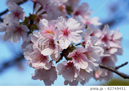 玉縄桜　Prunus x yedoensis 'Tamanawa-zakura' 62749431