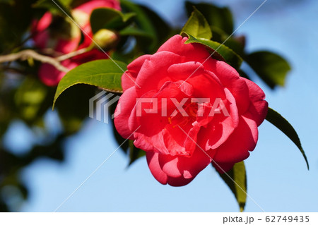 ツバキ 神代椿  Camellia japonica 62749435