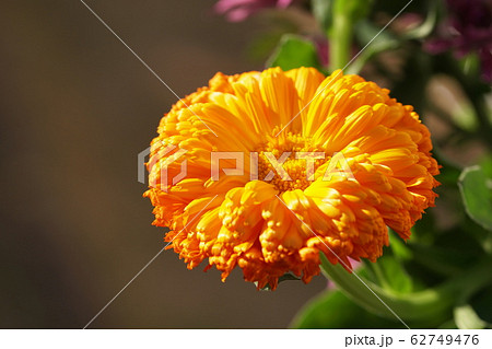 キンセンカ　Pot Marigold 62749476