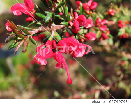 グレビリア ピグミーダンサー Grevillea 'Pygmy Dancer' グレビリア ピグミーダンサー Grevillea 'Pygmy Dancer' 62749793