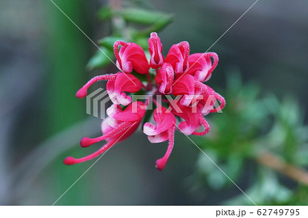 グレビリア ピグミーダンサー Grevillea 'Pygmy Dancer' グレビリア ピグミーダンサー Grevillea 'Pygmy Dancer' 62749795