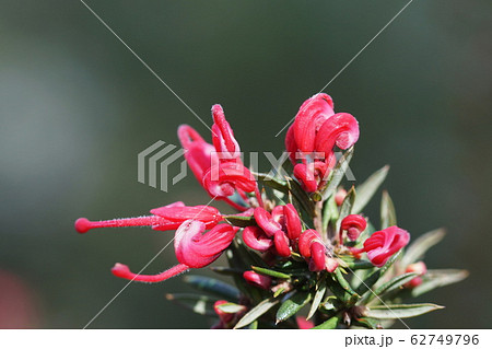グレビリア ピグミーダンサー　Grevillea 'Pygmy Dancer' 62749796