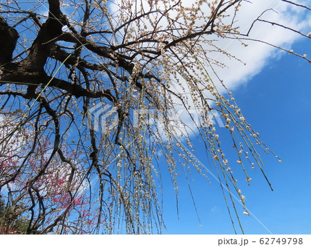 ウメ Prunus mume ウメ Prunus mume 62749798