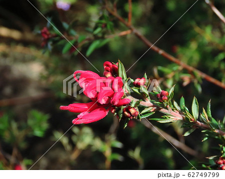 グレビリア ピグミーダンサー Grevillea 'Pygmy Dancer' グレビリア ピグミーダンサー Grevillea 'Pygmy Dancer' 62749799