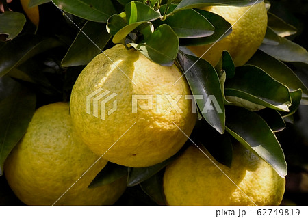 三鷹中原になる未完熟のユズの実 三鷹中原になる未完熟のユズの実 62749819