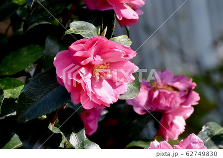 三鷹中原に咲くピンクのカンツバキの花 62749830