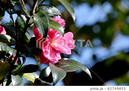 三鷹中原に咲くピンクのカンツバキの花 三鷹中原に咲くピンクのカンツバキの花 62749833