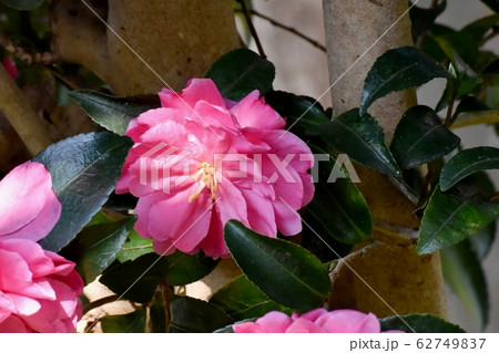 三鷹中原に咲くピンクのカンツバキの花 三鷹中原に咲くピンクのカンツバキの花 62749837