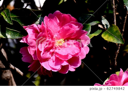 三鷹中原に咲くピンクのカンツバキの花 三鷹中原に咲くピンクのカンツバキの花 62749842