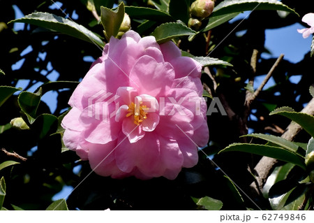 三鷹中原に咲くピンクのカンツバキの花 62749846