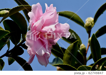 三鷹中原に咲くピンクのカンツバキの花 62749847