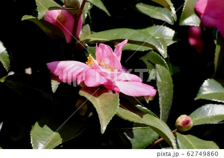 三鷹中原になるピンクのカンツバキの花 62749860