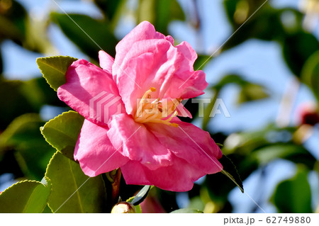 三鷹中原になるピンクのカンツバキの花 三鷹中原になるピンクのカンツバキの花 62749880