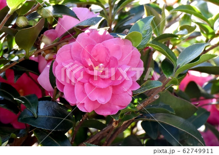 三鷹中原に咲くピンクのカンツバキの花 三鷹中原に咲くピンクのカンツバキの花 62749911