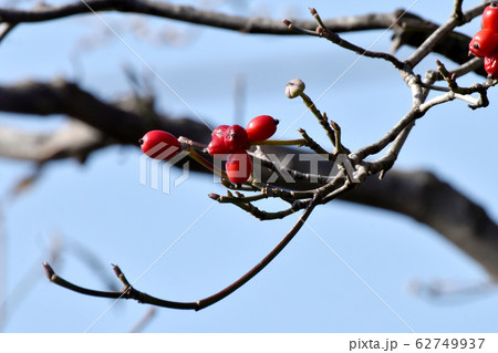 三鷹中原になる赤いハナミズキの実 三鷹中原になる赤いハナミズキの実 62749937
