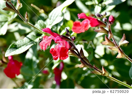 三鷹中原に咲く赤いサルビアミクロフィラ (チェリーセージ) の花 62750020