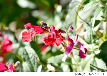 三鷹中原に咲く赤いサルビアミクロフィラ チェリーセージ の花の写真素材