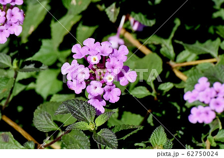 三鷹中原に咲く紫色のランタナ (コバノランタナ) 62750024