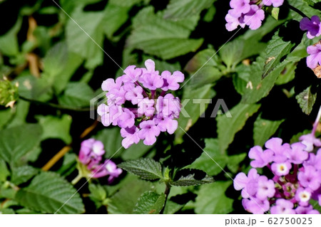 三鷹中原に咲く紫色のランタナ (コバノランタナ) 62750025