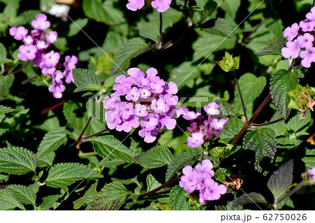 三鷹中原に咲く紫色のランタナ (コバノランタナ) 62750026