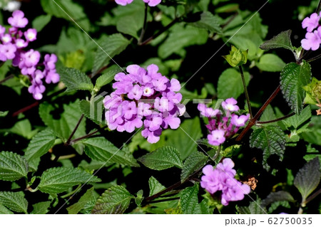 三鷹中原に咲く紫色のランタナ (コバノランタナ) 三鷹中原に咲く紫色のランタナ (コバノランタナ) 62750035