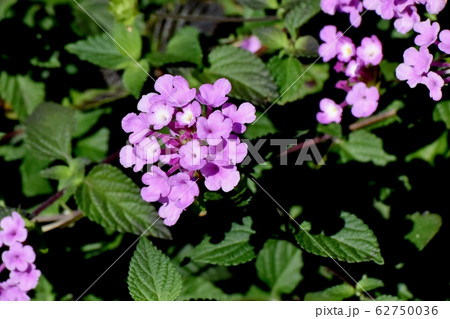 三鷹中原に咲く紫色のランタナ (コバノランタナ) 62750036