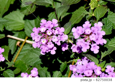 三鷹中原に咲く紫色のランタナ (コバノランタナ) 62750038