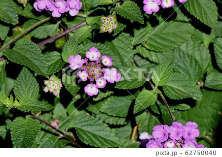 三鷹中原に咲く紫色のランタナ (コバノランタナ) 三鷹中原に咲く紫色のランタナ (コバノランタナ) 62750040