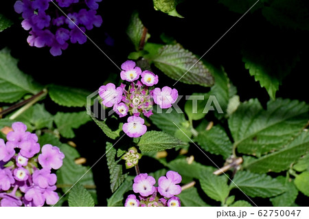 三鷹中原に咲く紫色のランタナ (コバノランタナ) 62750047