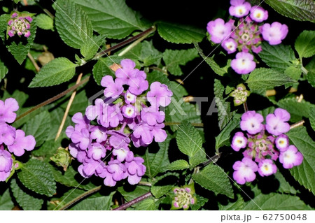 三鷹中原に咲く紫色のランタナ (コバノランタナ) 62750048