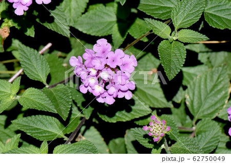 三鷹中原に咲く紫色のランタナ (コバノランタナ) 62750049