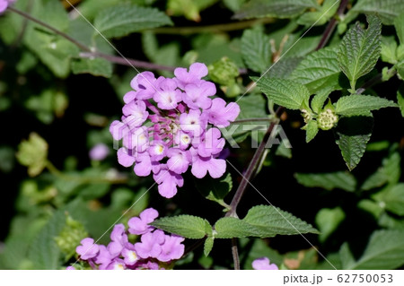 三鷹中原に咲く紫色のランタナ (コバノランタナ) 62750053