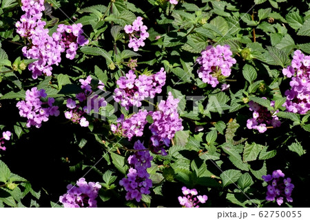 三鷹中原に咲く紫色のランタナ (コバノランタナ) 62750055