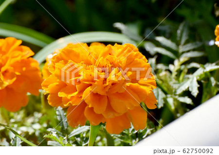 三鷹中原に咲くオレンジ色のマリーゴールドの写真素材