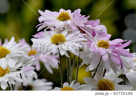 三鷹中原に咲く白いキクの花 三鷹中原に咲く白いキクの花 62750199