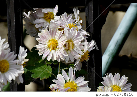 三鷹中原に咲く白いキクの花 62750216