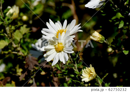 三鷹中原に咲く白いキクの花 62750232